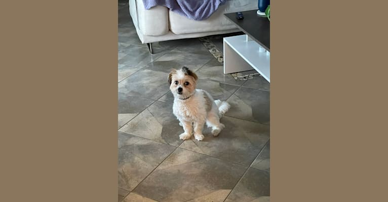 Photo of Cleo, a Poodle (Small), Pekingese, Maltese, and Mixed mix in Boston, Massachusetts, USA