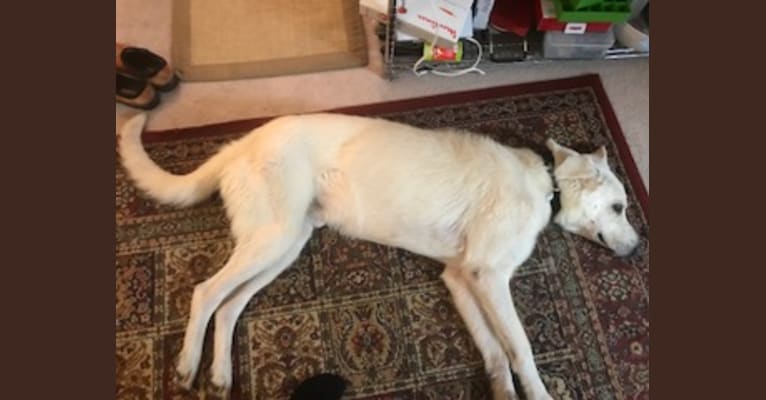 Misha, a German Shepherd Dog tested with EmbarkVet.com