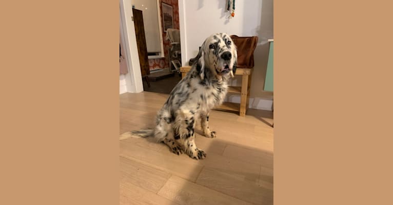 Merlin, a Llewellin Setter and English Setter mix tested with EmbarkVet.com
