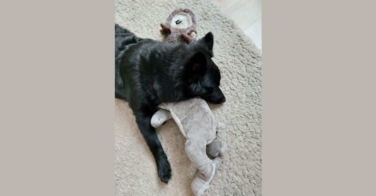 Photo of Füge, a Border Collie, Pomeranian, German Shepherd Dog, and Mixed mix in Budapest, Magyarország
