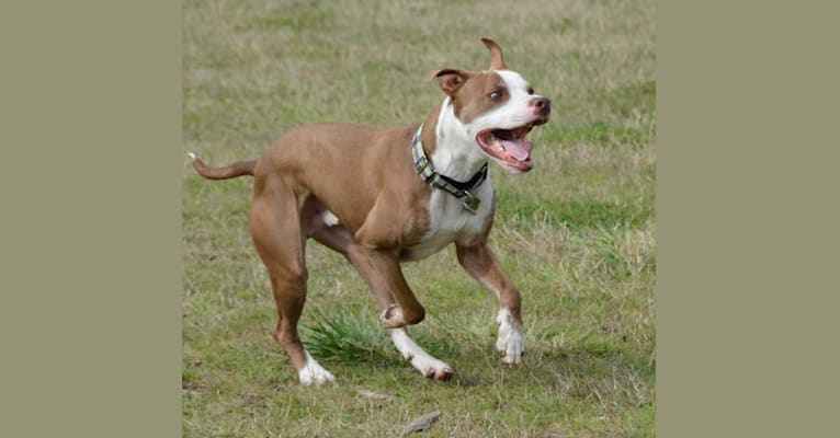 Chance, a Staffordshire Terrier and Russell-type Terrier mix tested with EmbarkVet.com