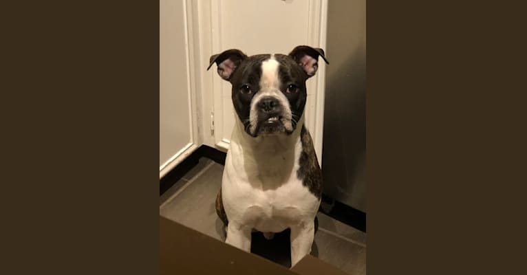 Buster, a Boston Terrier and Boxer mix tested with EmbarkVet.com