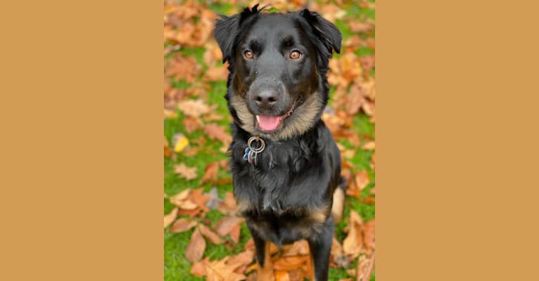 Max, a Labrador Retriever and Norwegian Elkhound mix tested with EmbarkVet.com