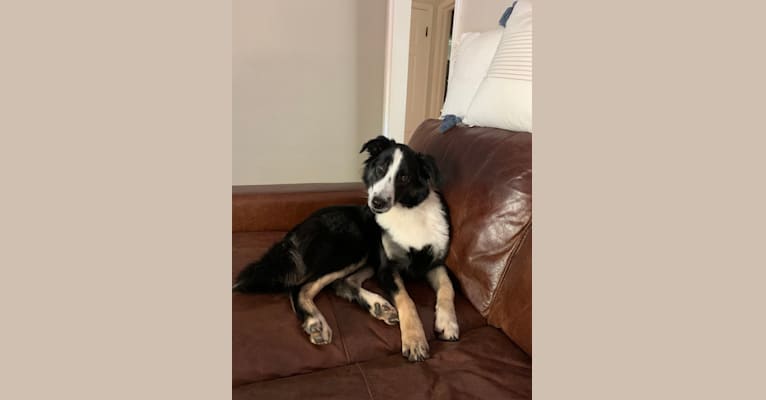 Harper, a Border Collie and Australian Cattle Dog mix tested with EmbarkVet.com
