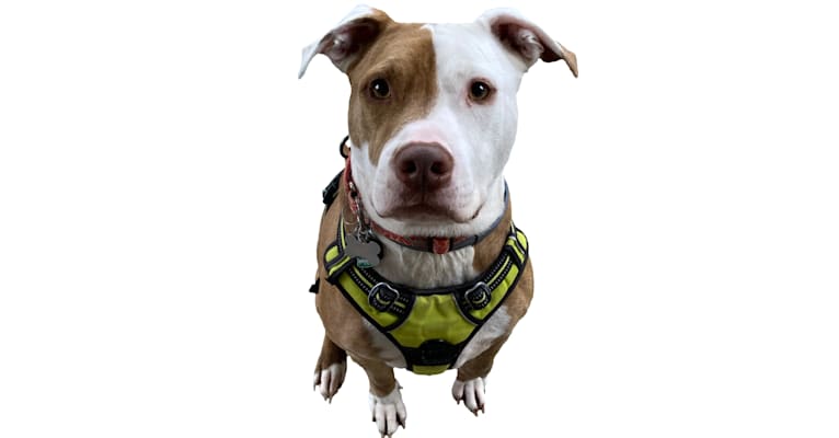 Photo of Bunny Pit Bull, an American Pit Bull Terrier 