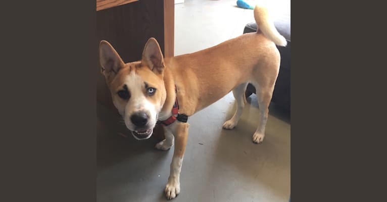 Masha, a Siberian Husky and Chinese Shar-Pei mix tested with EmbarkVet.com