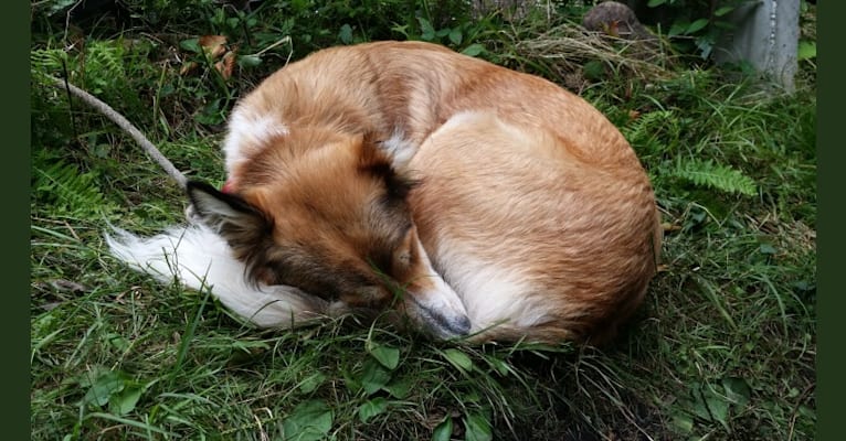 Foxy, an Arabian Village Dog tested with EmbarkVet.com