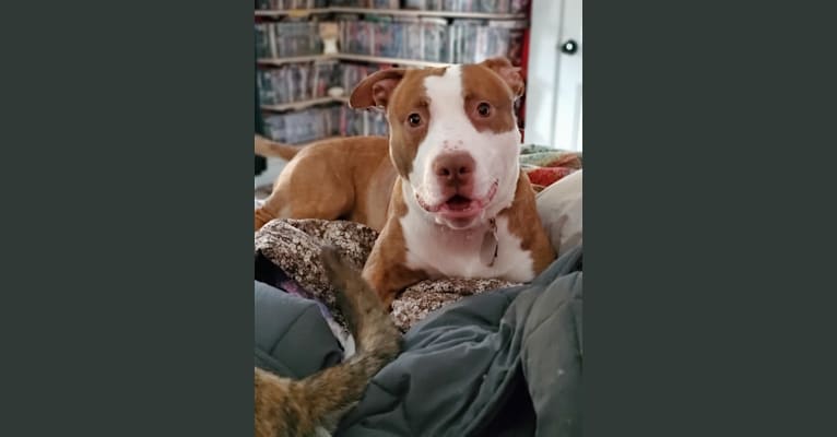 Moose, an American Pit Bull Terrier and American Bulldog mix tested with EmbarkVet.com