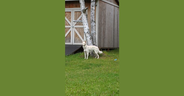 Juneau, a Siberian Husky and Labrador Retriever mix tested with EmbarkVet.com