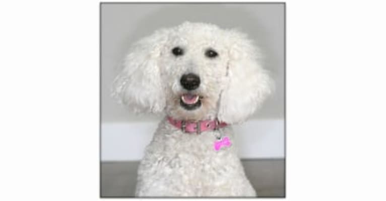 Lady Penny of Magic Valley Goldendoodles, a Goldendoodle tested with EmbarkVet.com