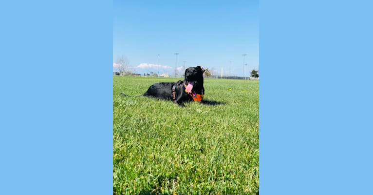 Kessel, a German Shepherd Dog and American Bully mix tested with EmbarkVet.com