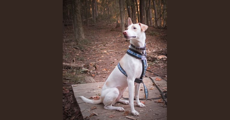 Aang, an Indian Indigenous Dog tested with EmbarkVet.com