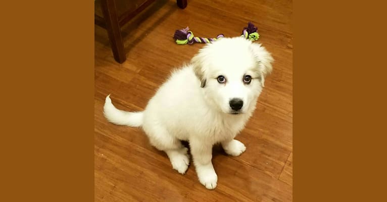 Rose, a Great Pyrenees tested with EmbarkVet.com