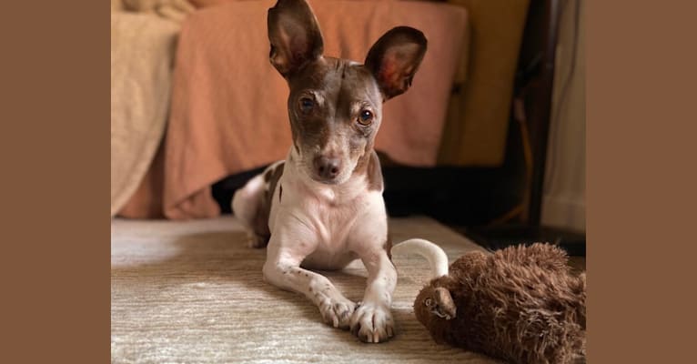 Photo of Bella, a Rat Terrier  in Foster City, California, USA
