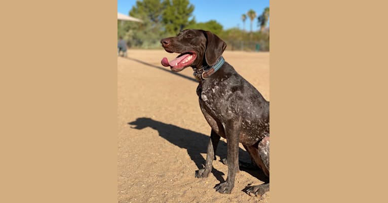 Winona, a German Shorthaired Pointer tested with EmbarkVet.com
