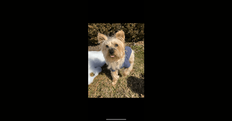 Photo of Chewie, a Yorkshire Terrier  in Bethlehem, Pennsylvania, USA