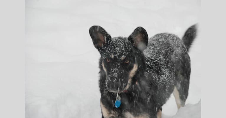 Jack, a Norwegian Elkhound and German Shepherd Dog mix tested with EmbarkVet.com
