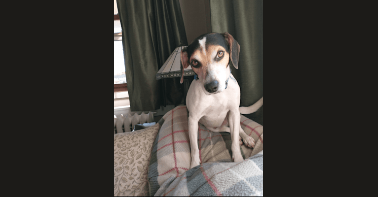 Emmett, a Beagle and Rat Terrier mix tested with EmbarkVet.com