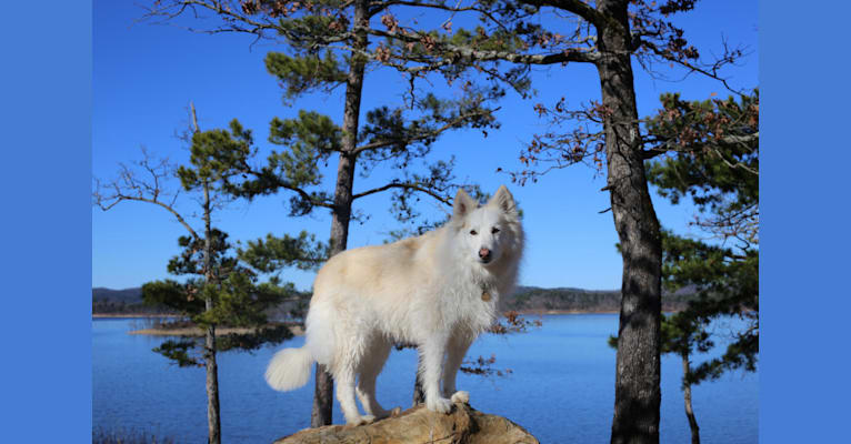 Photo of Athena, a German Shepherd Dog and Siberian Husky mix