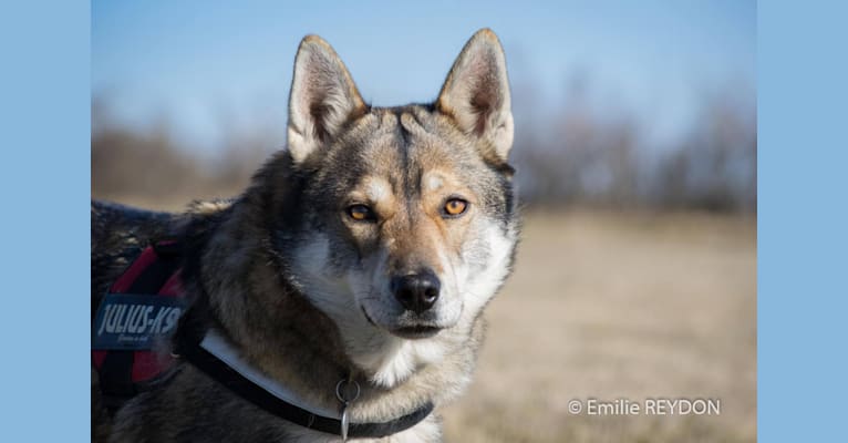 Ayla, a German Shepherd Dog and Siberian Husky mix tested with EmbarkVet.com