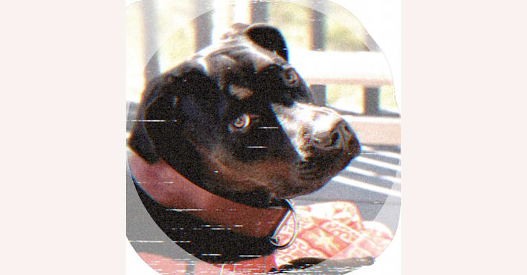 December (“Dece”), an American Pit Bull Terrier and Rottweiler mix tested with EmbarkVet.com