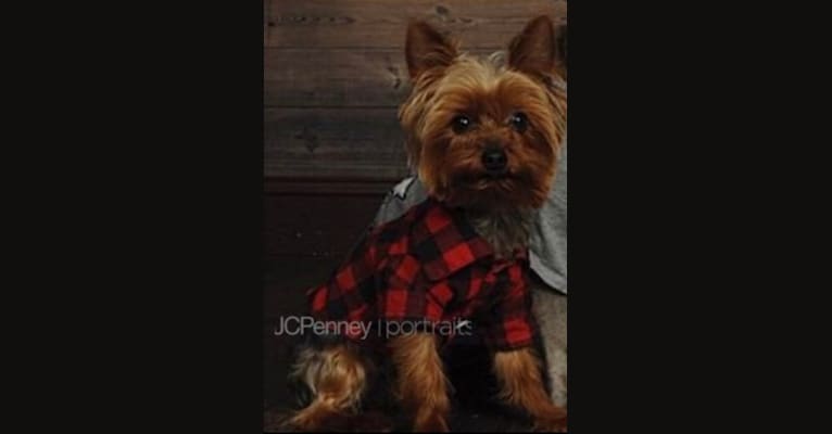 Photo of Maximillian Bodero, a Yorkshire Terrier  in 21309 Risky Road, Waynesville, MO, USA