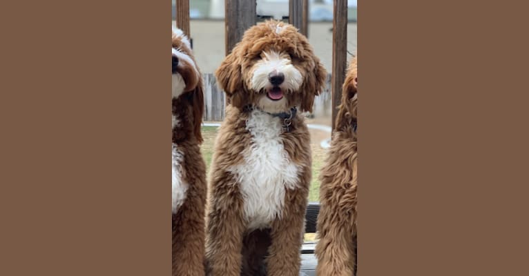 Photo of Mav, a Goldendoodle  in Appleton, WI, USA