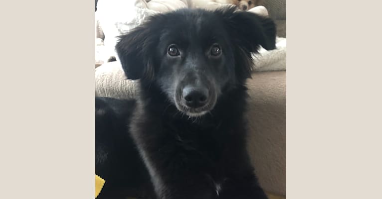 Dotty, a West Asian Village Dog tested with EmbarkVet.com