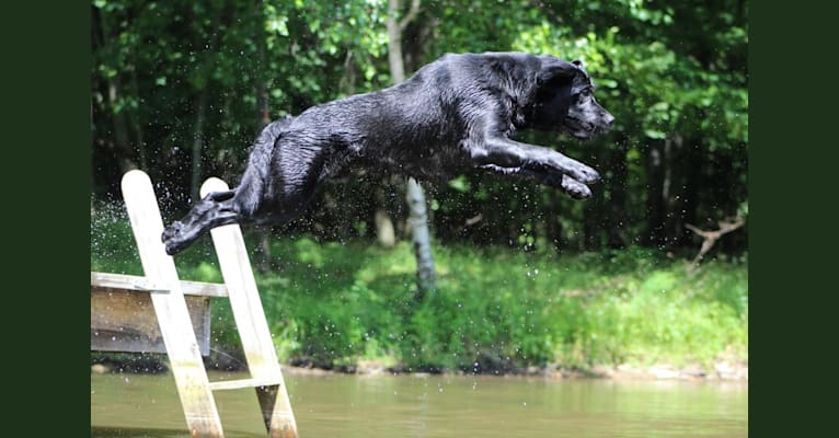Bruin, a Labrador Retriever tested with EmbarkVet.com
