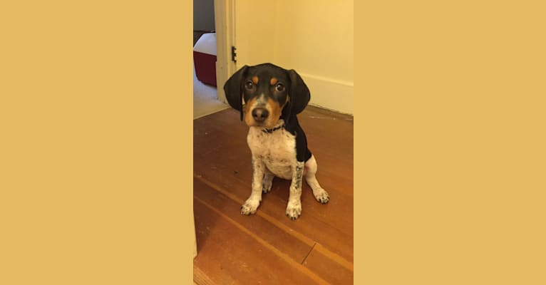 Ruby, a Treeing Walker Coonhound and Bluetick Coonhound mix tested with EmbarkVet.com
