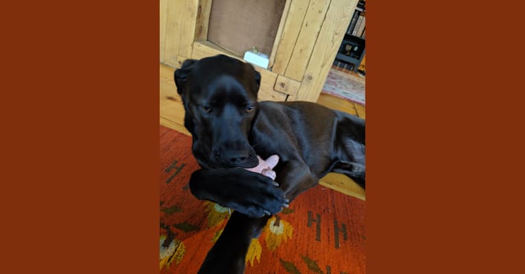 Bode, a Labrador Retriever and Coonhound mix tested with EmbarkVet.com