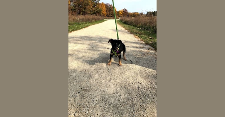 Photo of Anna, a German Shepherd Dog, American Pit Bull Terrier, Labrador Retriever, and Mixed mix in Normal, Illinois, USA