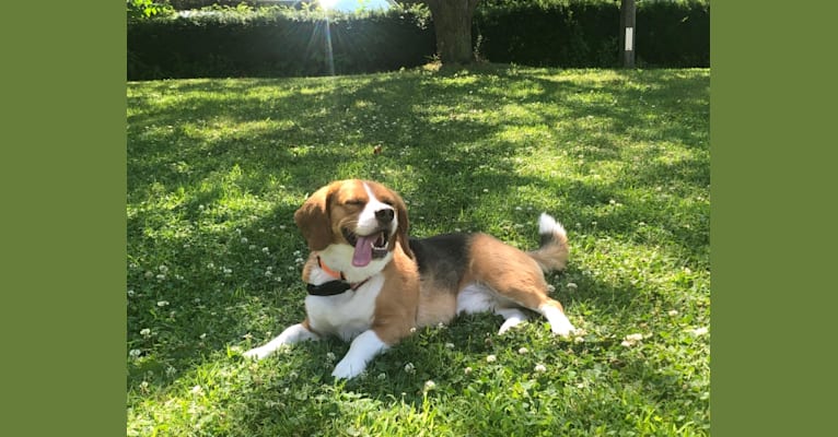 Pekingese beagle 2025