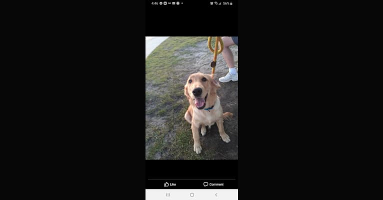 Photo of Stormy, a Golden Retriever  in Spring Hill, Florida, USA