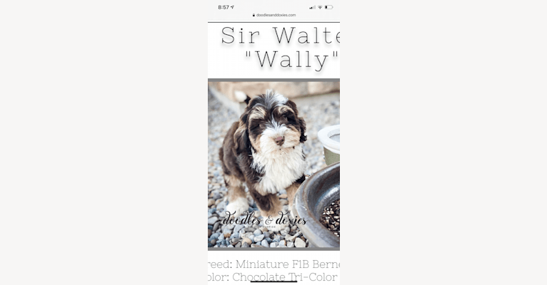Photo of Sir Walter Wally, a Bernedoodle  in North Carolina, USA