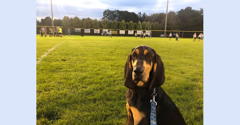 Photo of Guinness, a Bloodhound  in Mississippi, USA