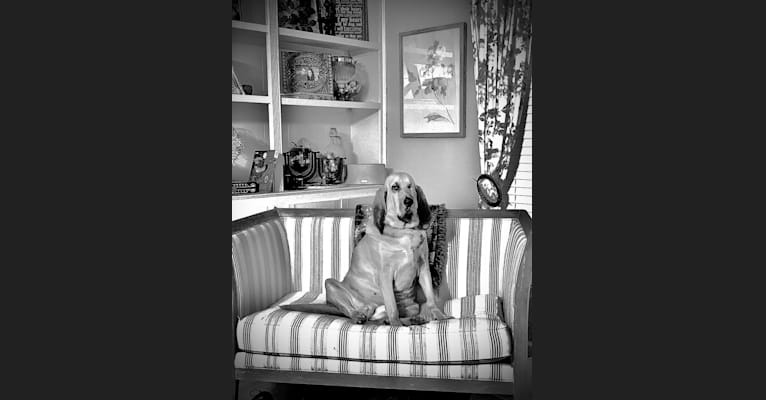 Photo of Clementine, a Bloodhound  in Knightdale, North Carolina, USA