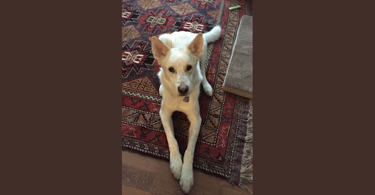 Sisco, a German Shepherd Dog and Alaskan Malamute mix tested with EmbarkVet.com