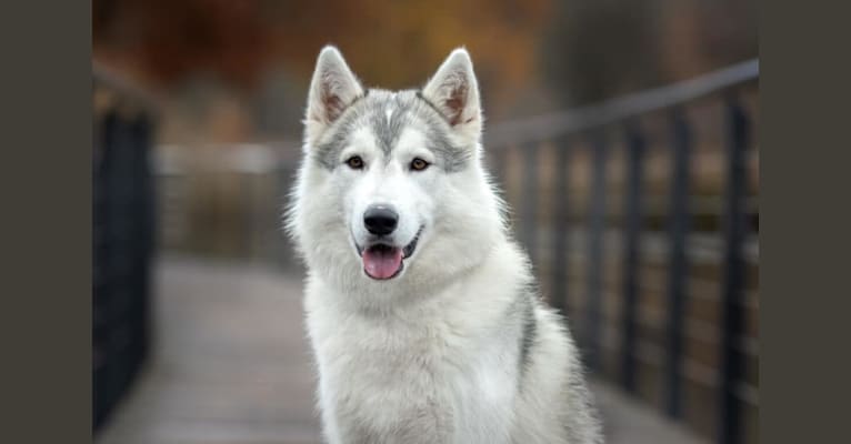 Esco, a Siberian Husky and German Shepherd Dog mix tested with EmbarkVet.com