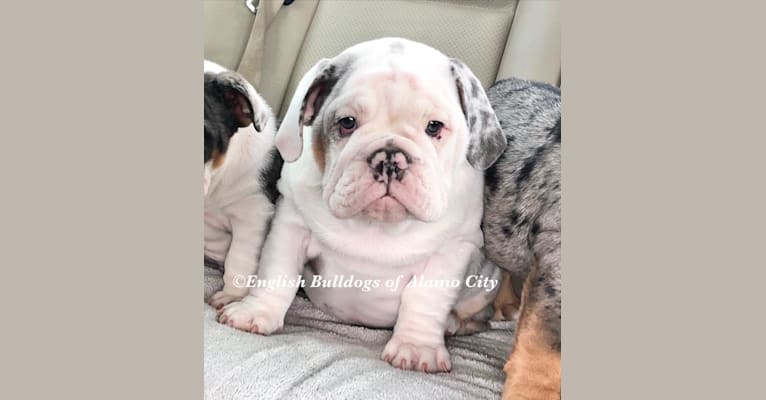 Blue Tri Merle-Female, a Bulldog tested with EmbarkVet.com