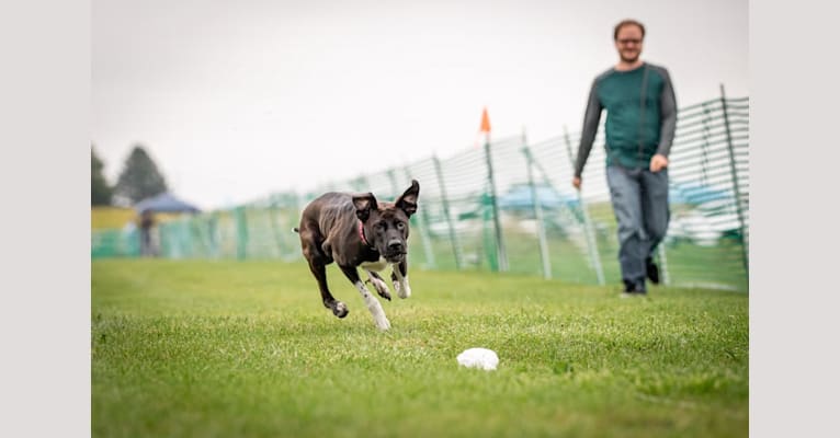 Oakley, an American Pit Bull Terrier and Great Pyrenees mix tested with EmbarkVet.com