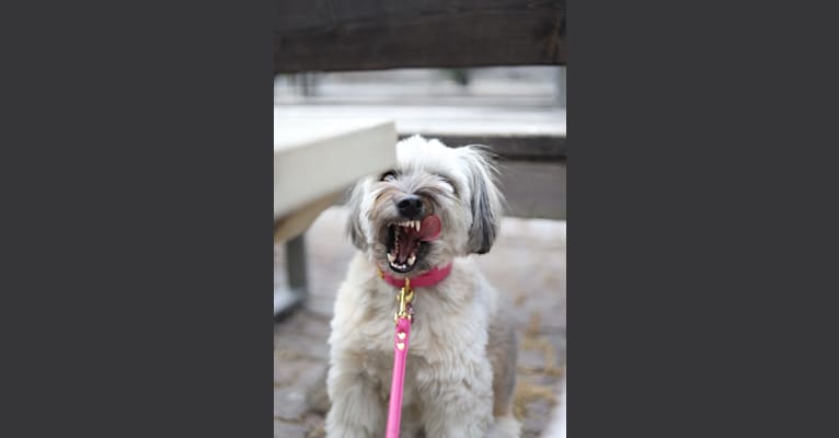 Qila, an Eastern European Village Dog tested with EmbarkVet.com
