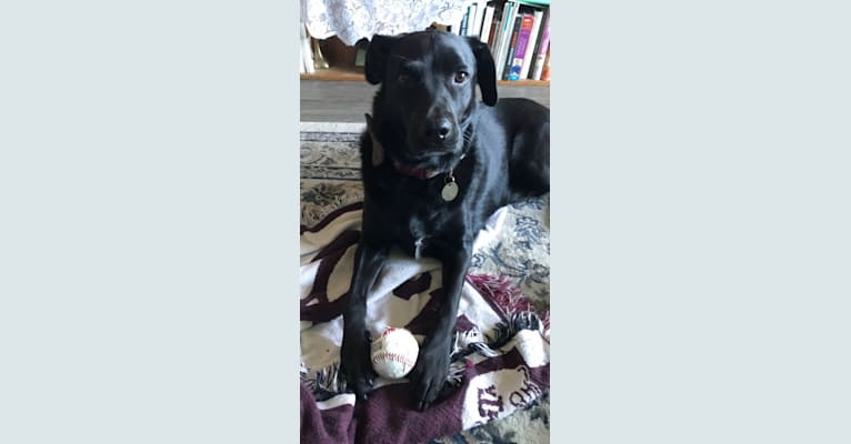 Wesley, a Rottweiler and Labrador Retriever mix tested with EmbarkVet.com