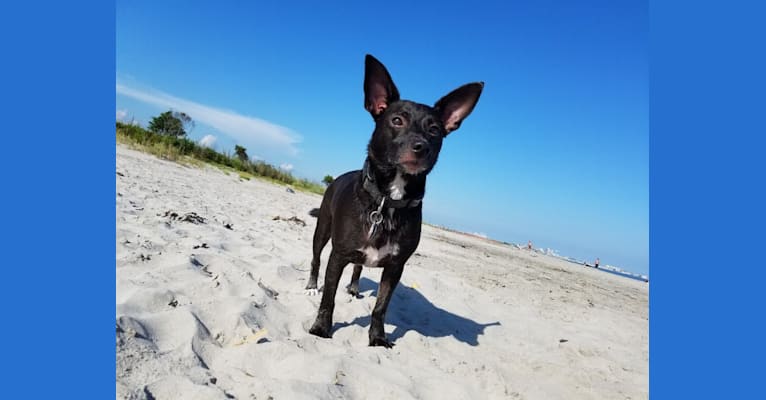newtie, a Russell-type Terrier and Chihuahua mix tested with EmbarkVet.com