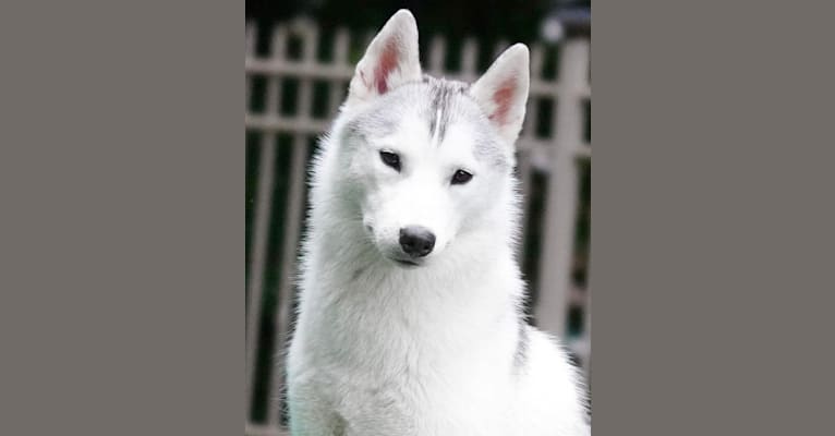 Rose, a Siberian Husky tested with EmbarkVet.com