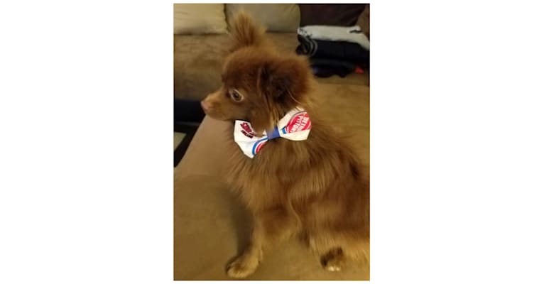 Rosie, a Pomeranian tested with EmbarkVet.com