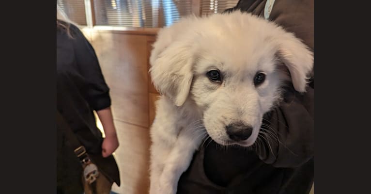 Valiant, a Great Pyrenees tested with EmbarkVet.com
