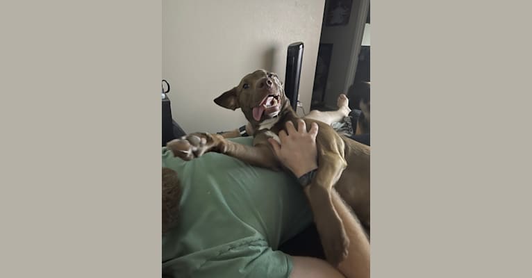 Juniper, an American Pit Bull Terrier and German Shepherd Dog mix tested with EmbarkVet.com