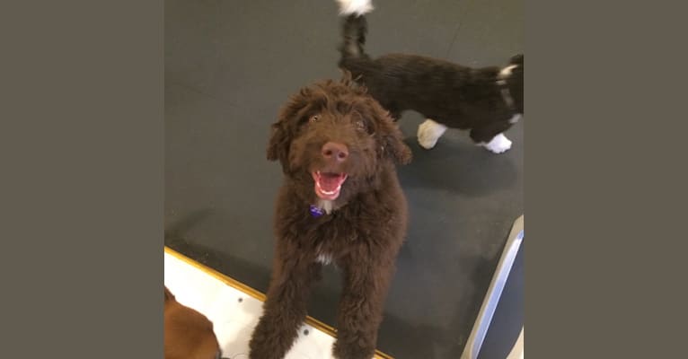 Lady Charlotte, an Aussiedoodle tested with EmbarkVet.com