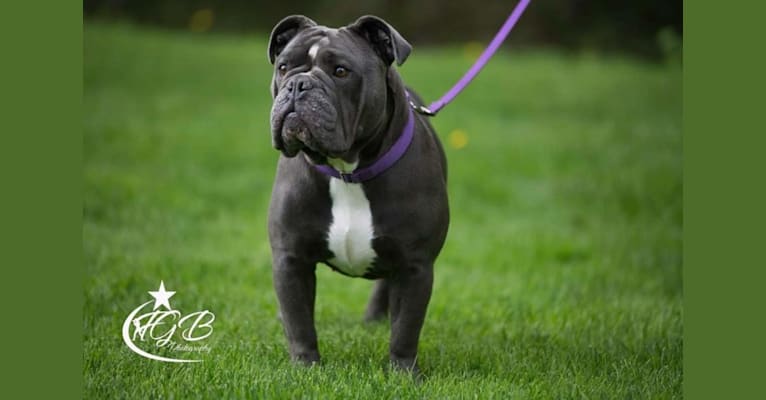Mystique, an Olde English Bulldogge tested with EmbarkVet.com